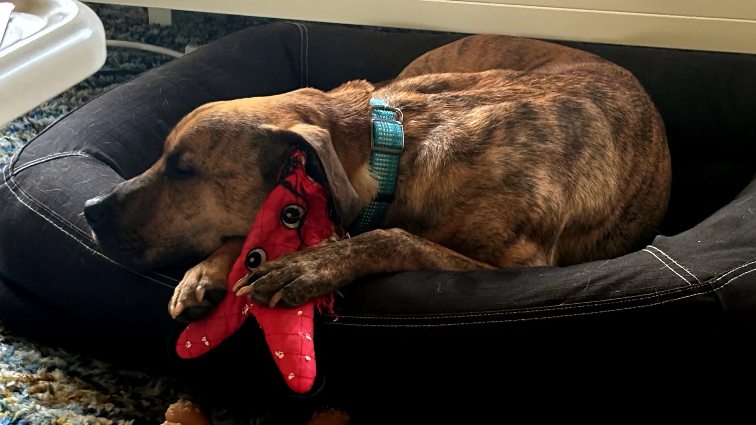 Charlie, asleep in bed, cuddled with a well loved toy.